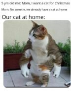 Funny Cat Memes | white cat meme | Memes.co.in