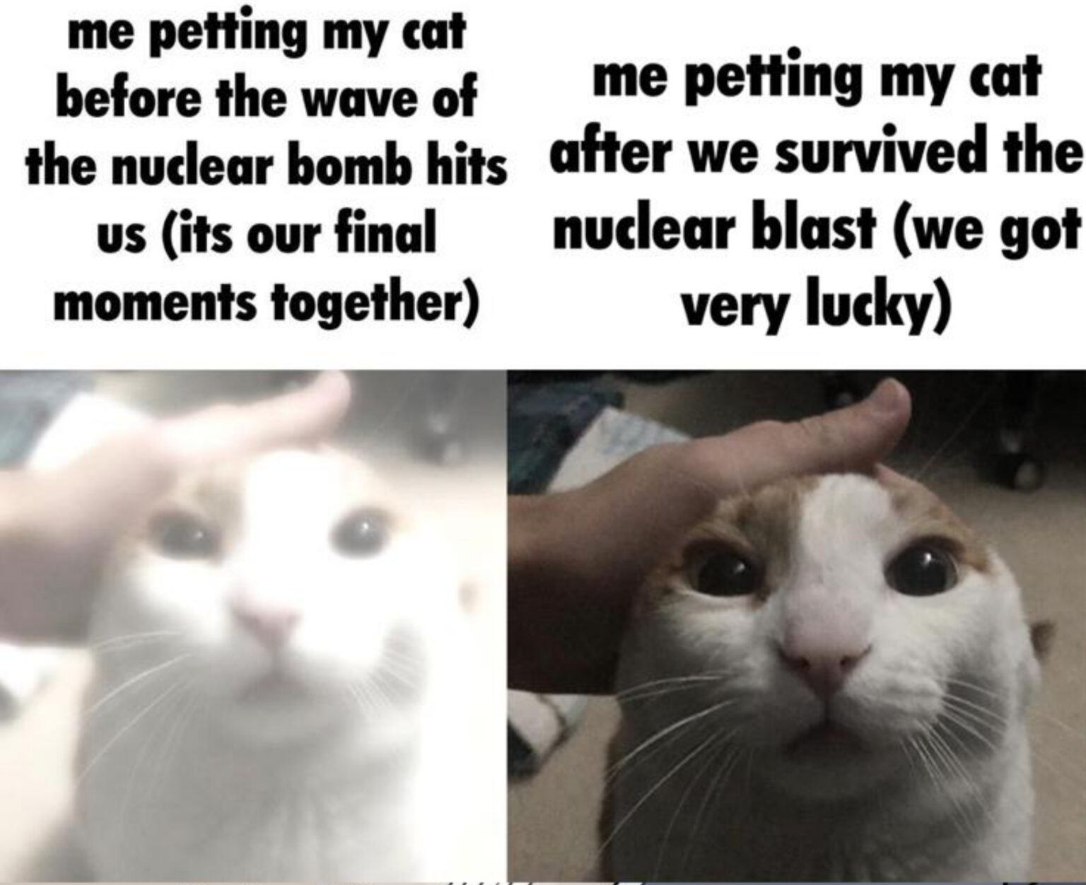 Me Petting My Cat Template And Meme Are Getting Viral On Internet