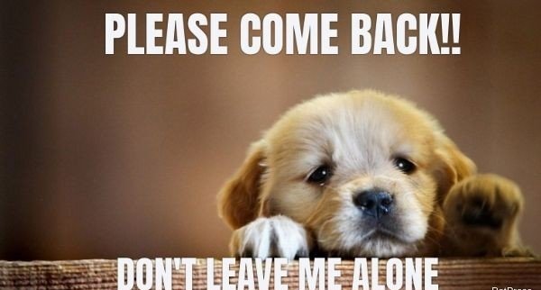 funny dog memes