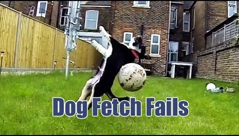 funny dog memes