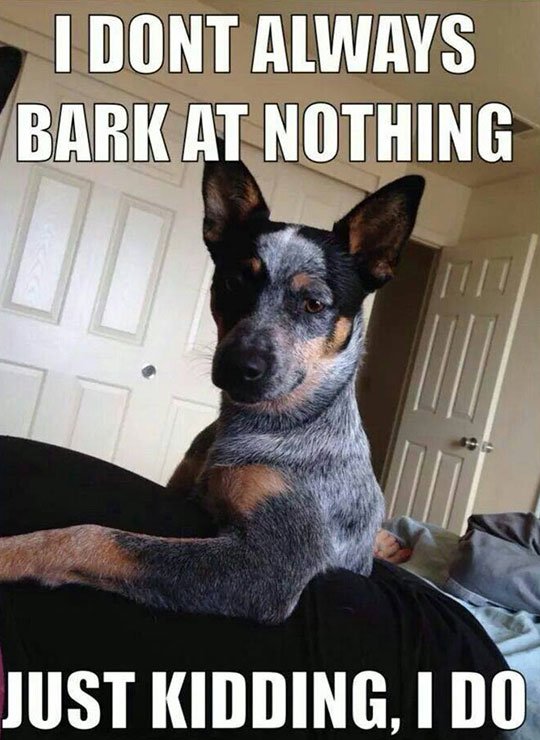 funny dog memes