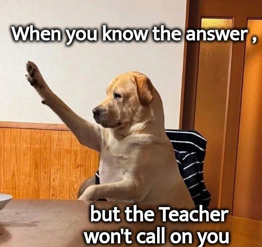 dog memes