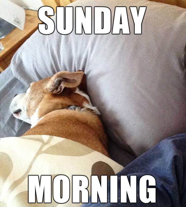 funny dog memes