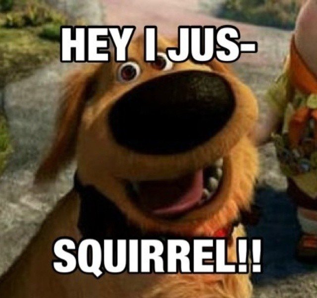 dog memes