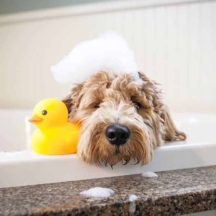funny dog memes