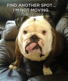 funny dog memes