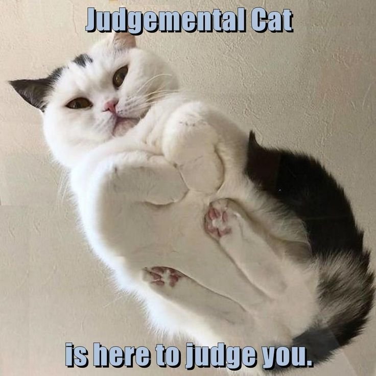 cat meme