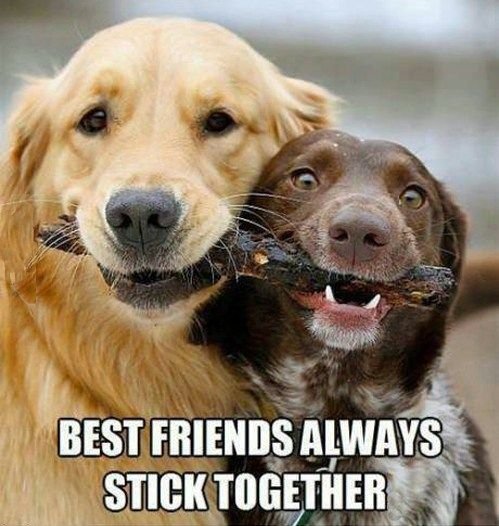 dog memes