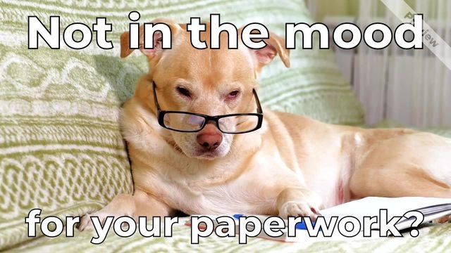dog memes