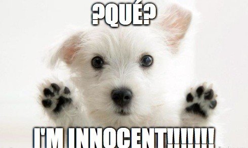 dog memes