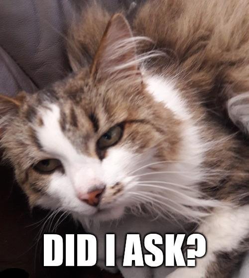 cat memes