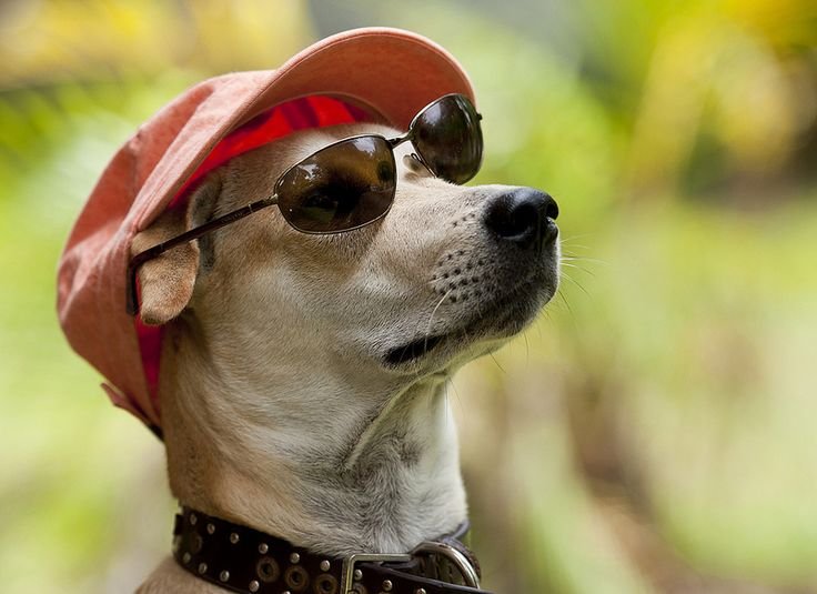 funny dog memes
