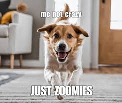 funny dog memes