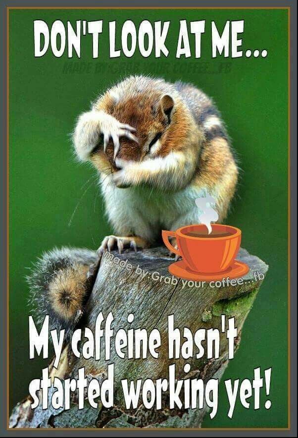 Good Morning Memes