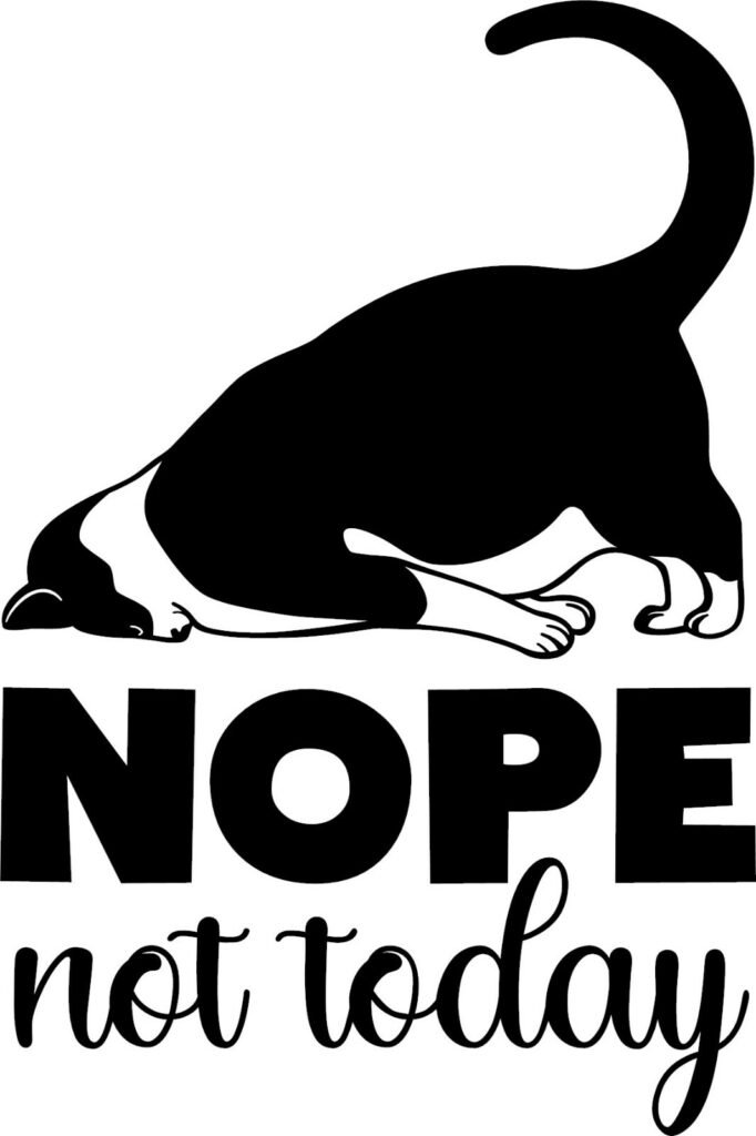 cat memes