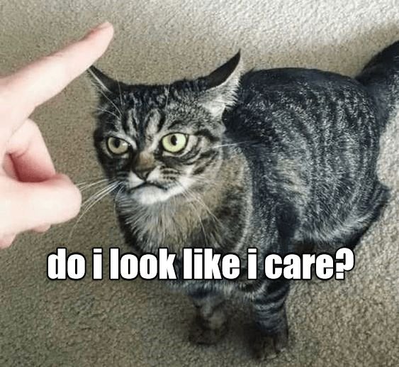 cat memes