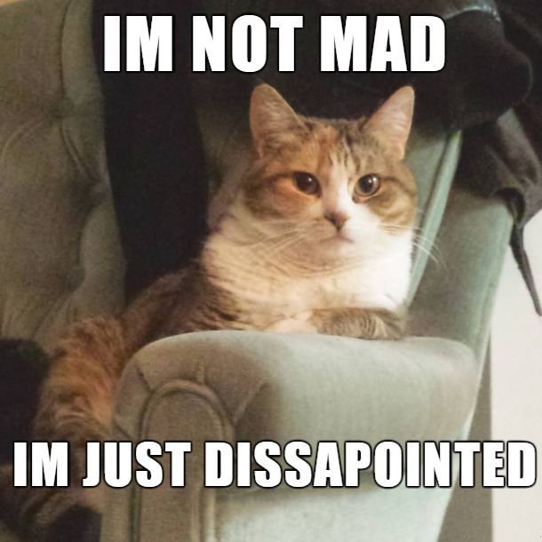 cat memes