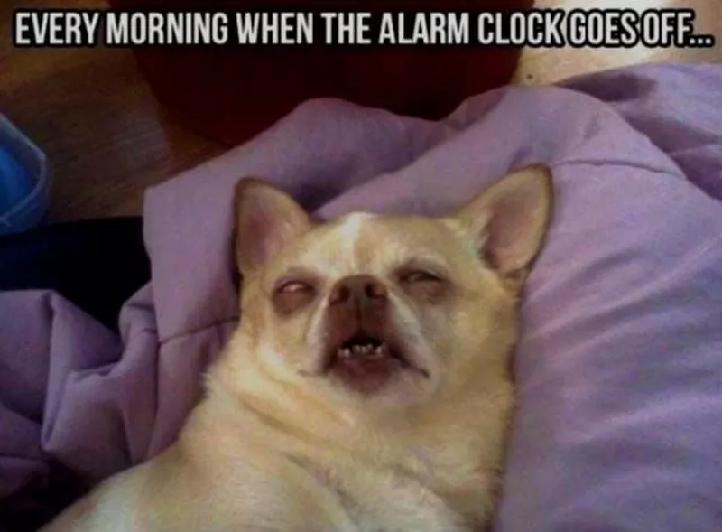 Good Morning Memes