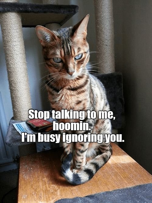 cat memes