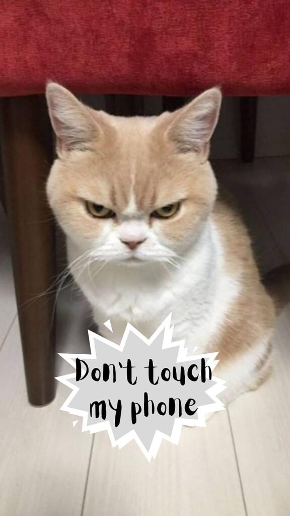 cat memes