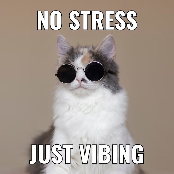 cat memes