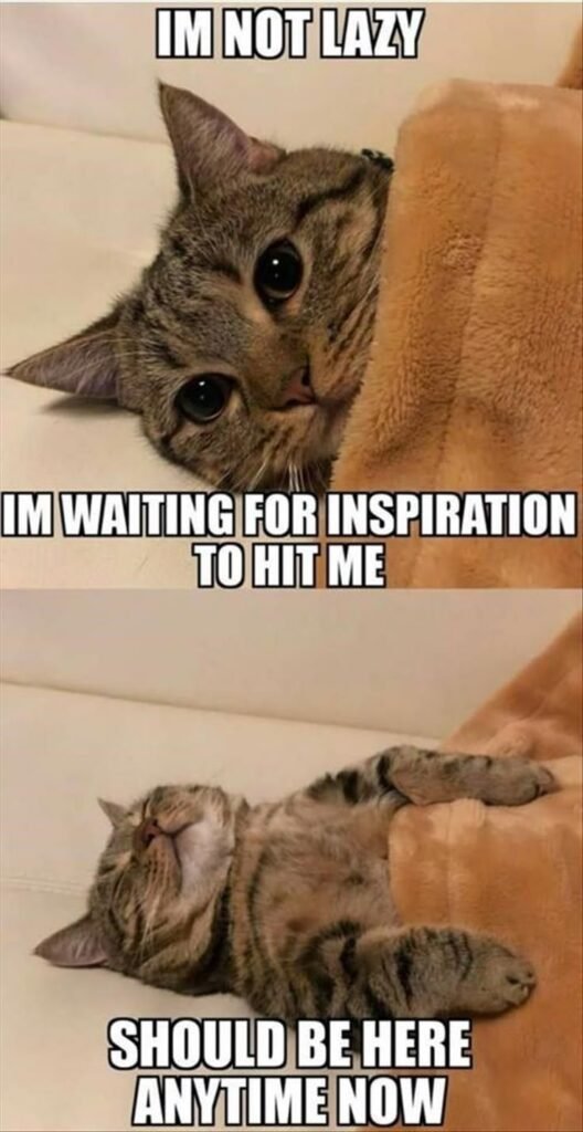 cat memes