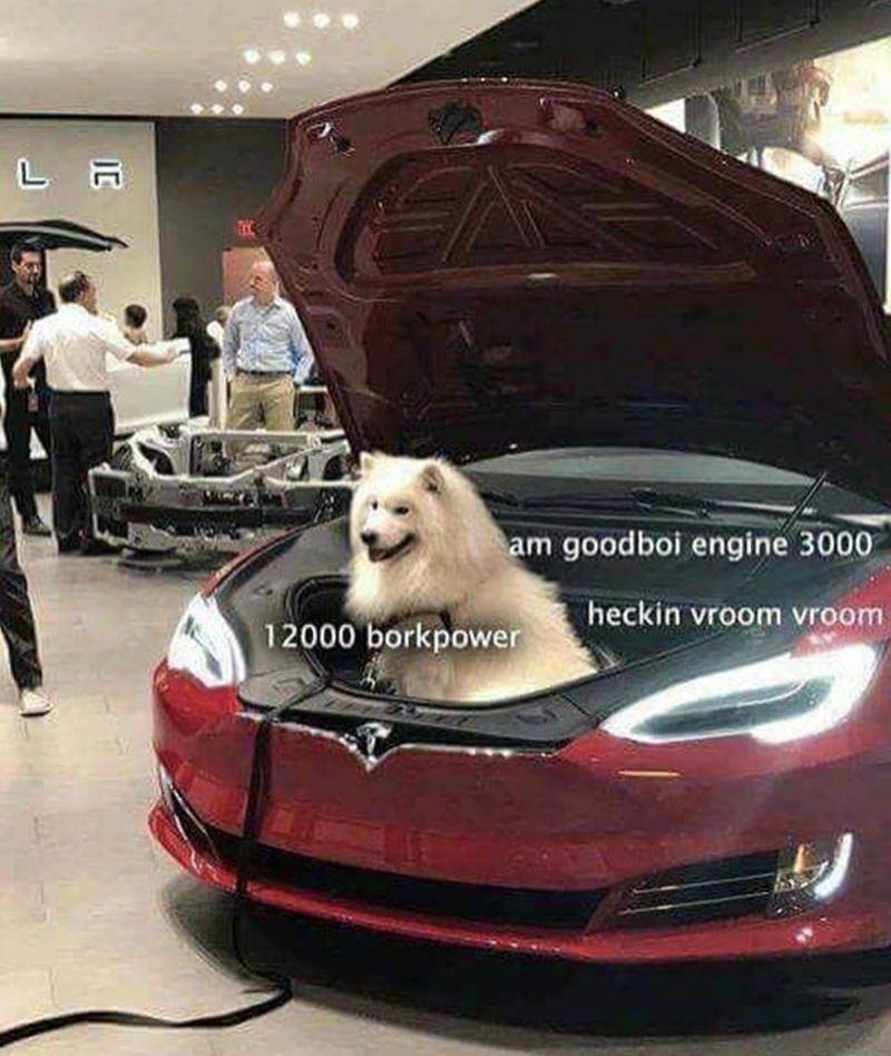 Dog Funny Memes