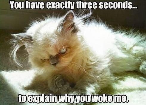 cat memes