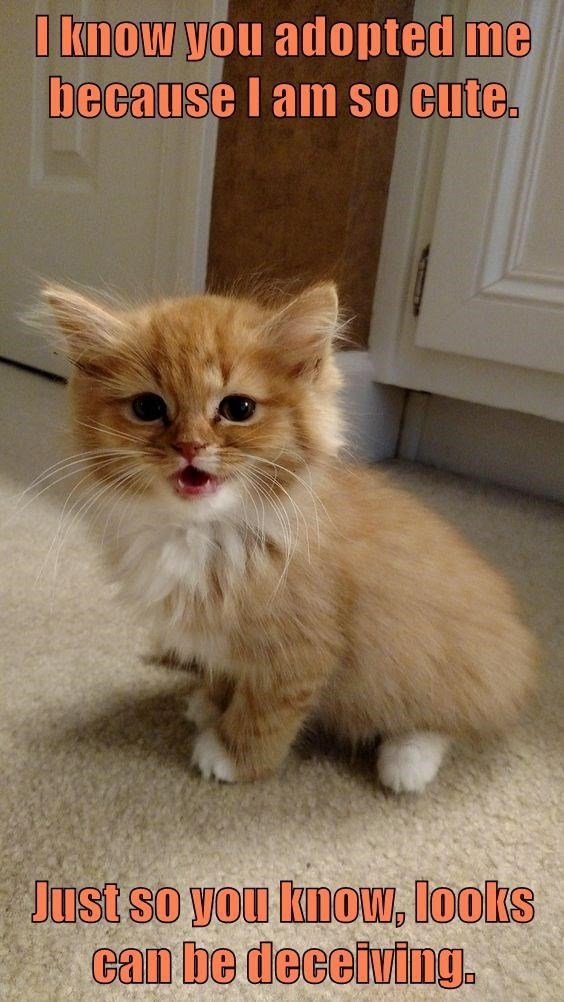 cat memes