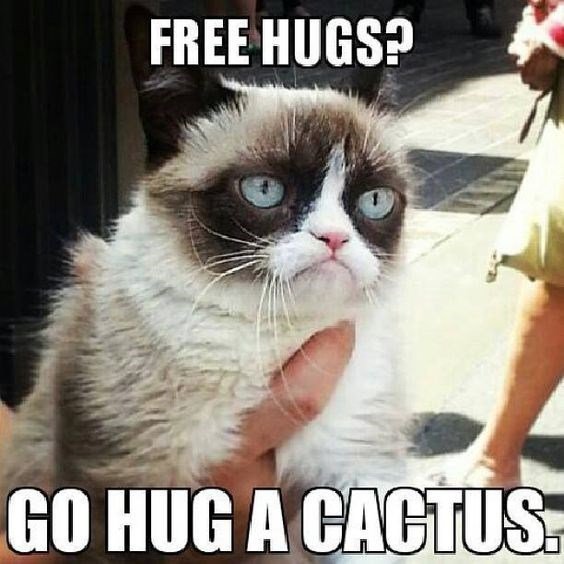 Cat Memes