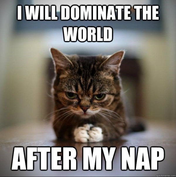 cat memes
