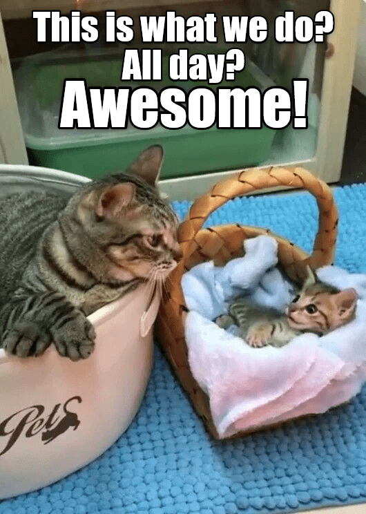 cat memes
