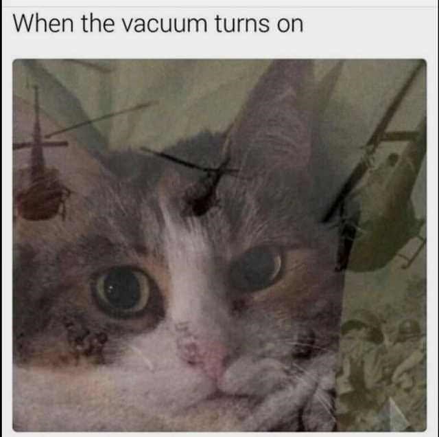 Cat Funny Memes