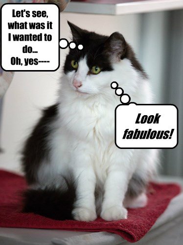 cat memes