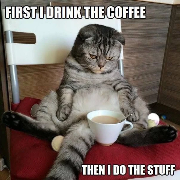 cat memes