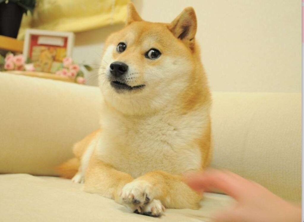 funny dog memes