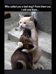 cat memes