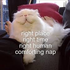 cat memes