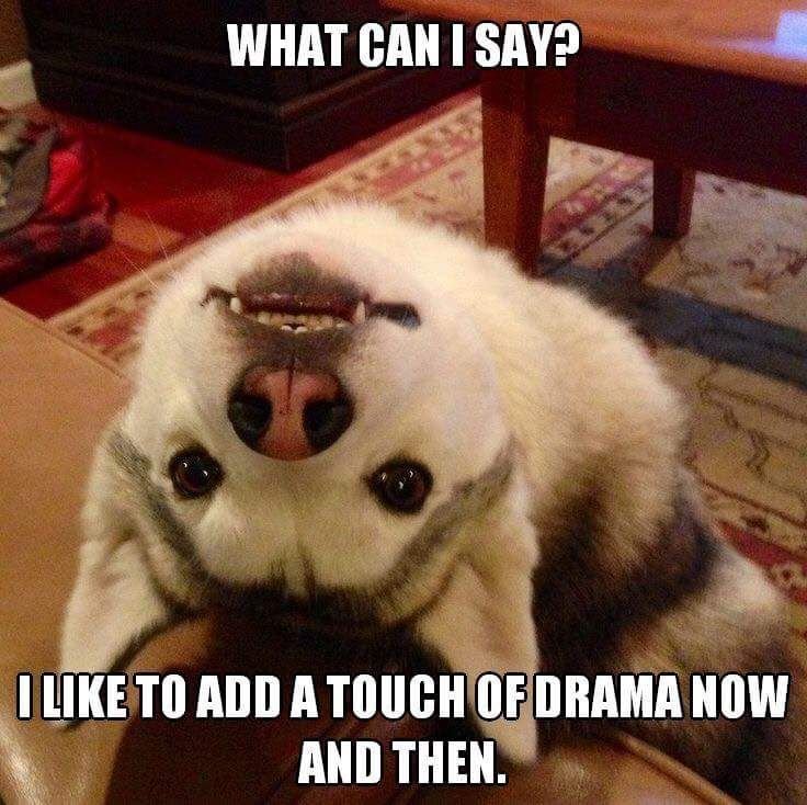 funny dog memes