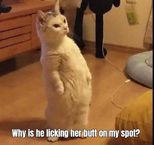 cat memes