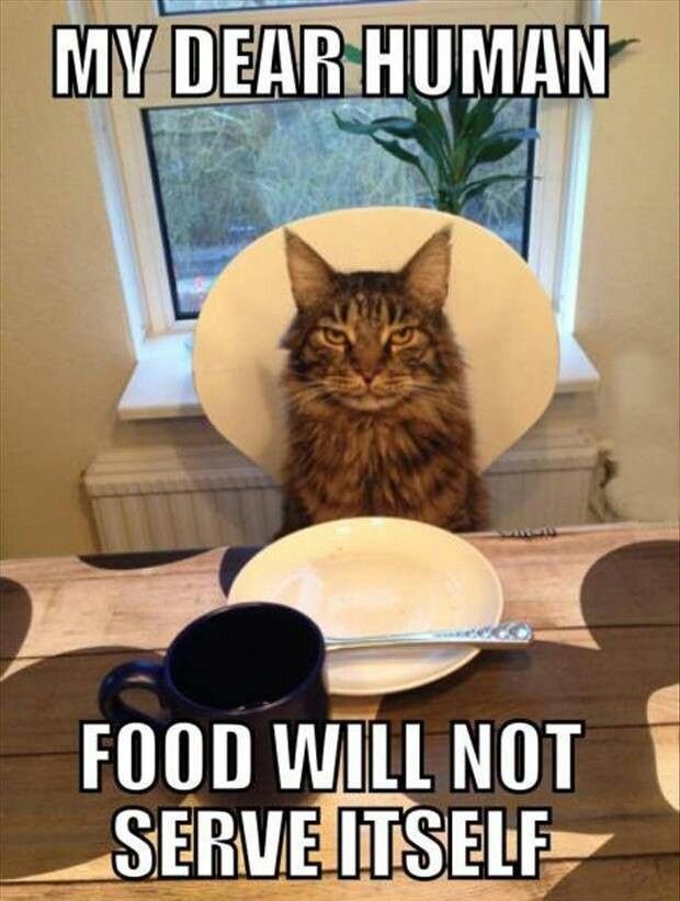 cat memes