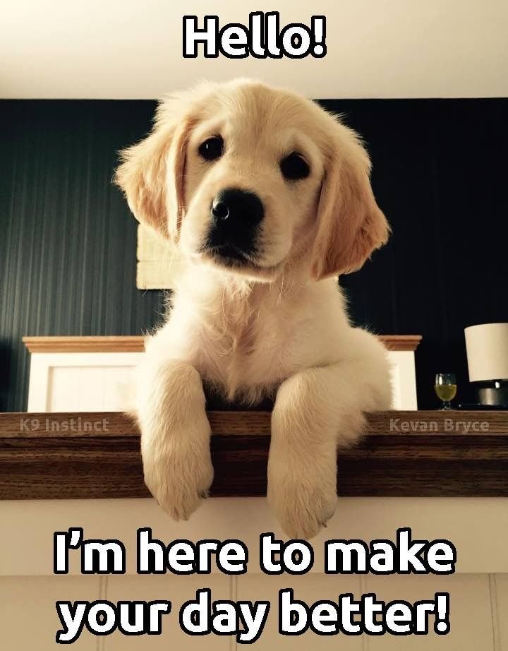 funny dog memes