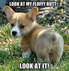 funny dog memes