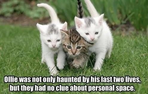 cat memes