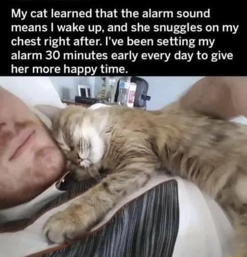 cat memes