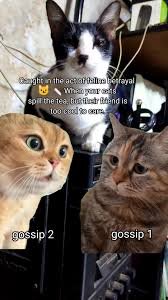 cat memes