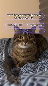 cat memes