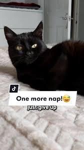 cat memes