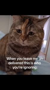 cat memes