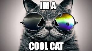 cat memes